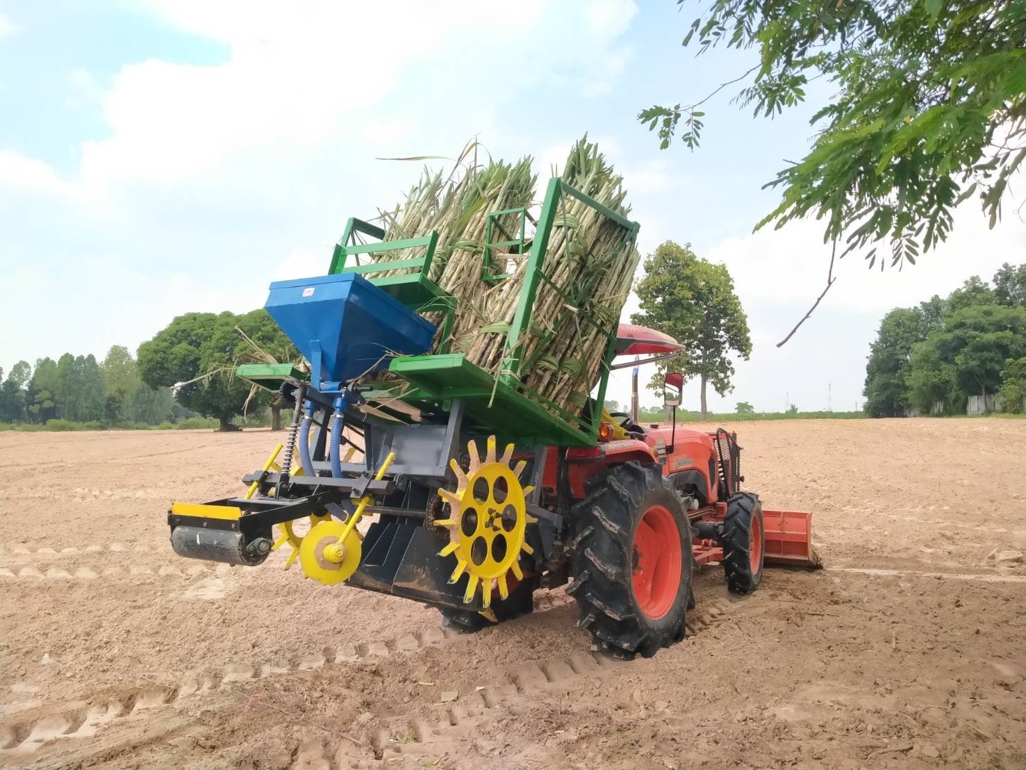 ปลูกอ้อย